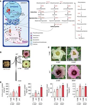 Anthocyanin gene enrichment in the distal region of cotton chromosome A07: mechanisms of reproductive organ coloration
